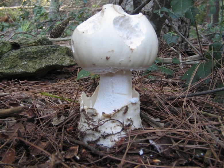 Мухомор яйцевидный