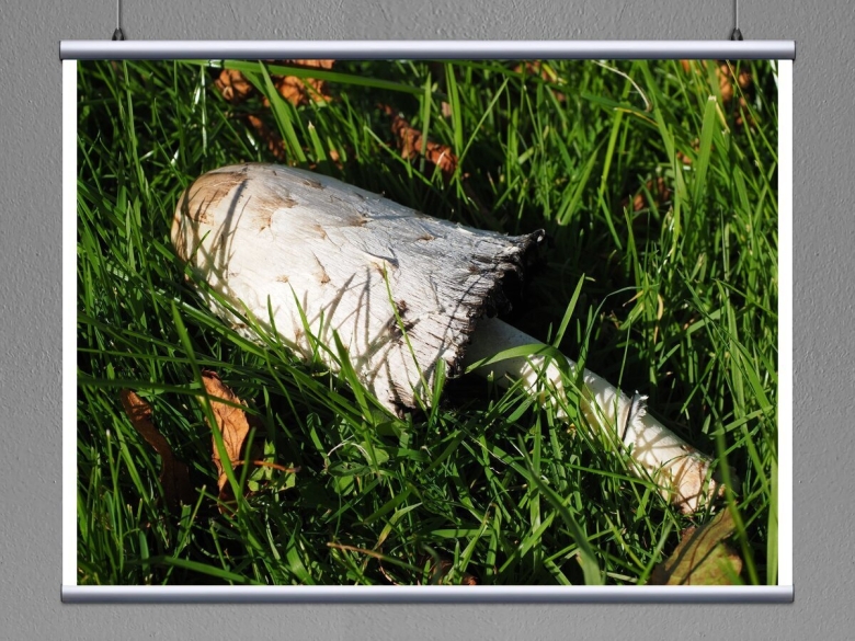 Травяной белый гриб