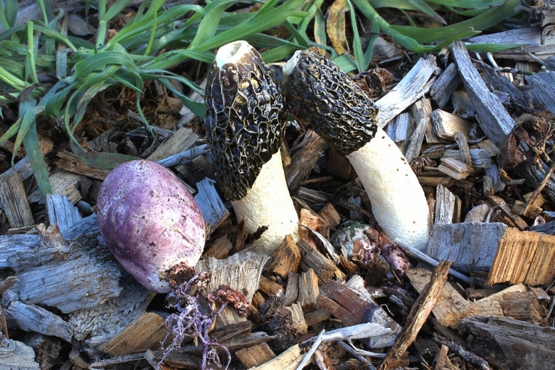 Гриб Веселка съедобный