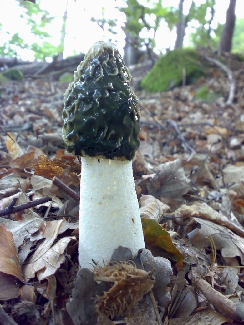 Сморчок гриб Веселка обыкновенная