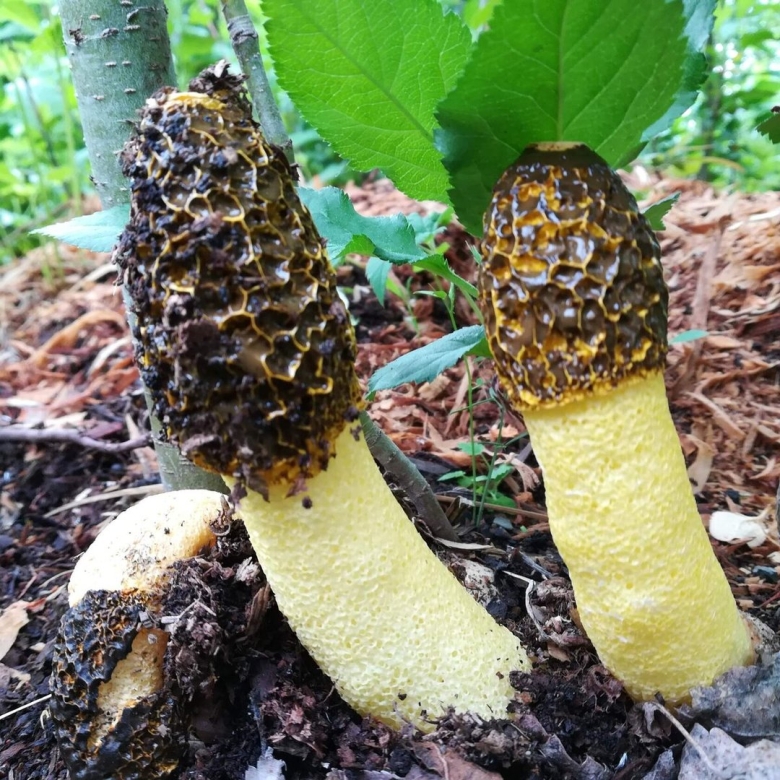 Веселка обыкновенная