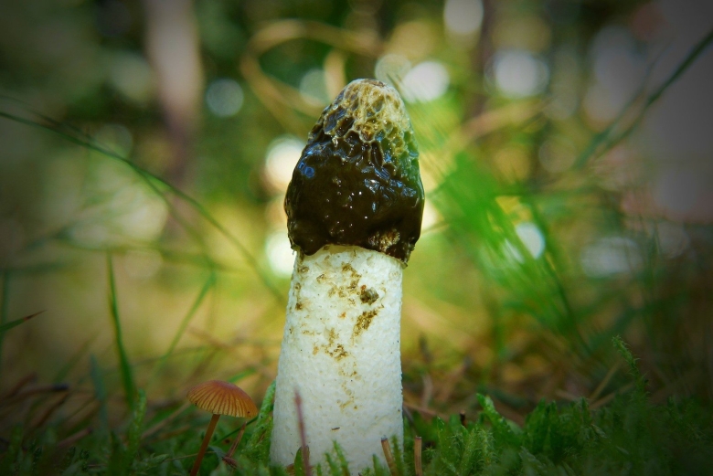 Phallus impudicus гриб