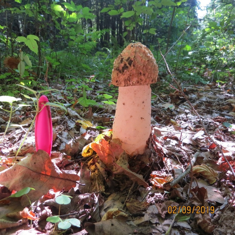 Странные грибы