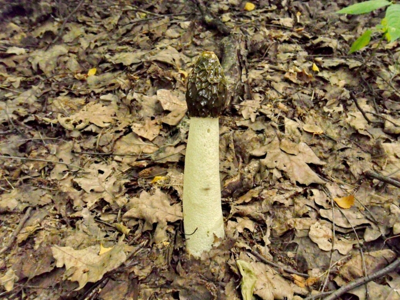 Весёлка род грибов