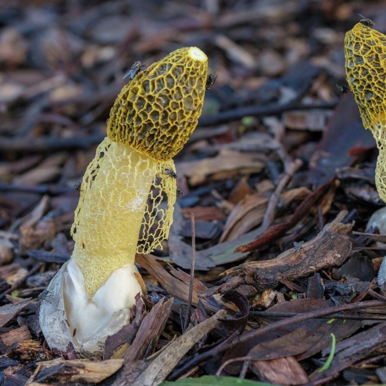 Фаллюс нескромный