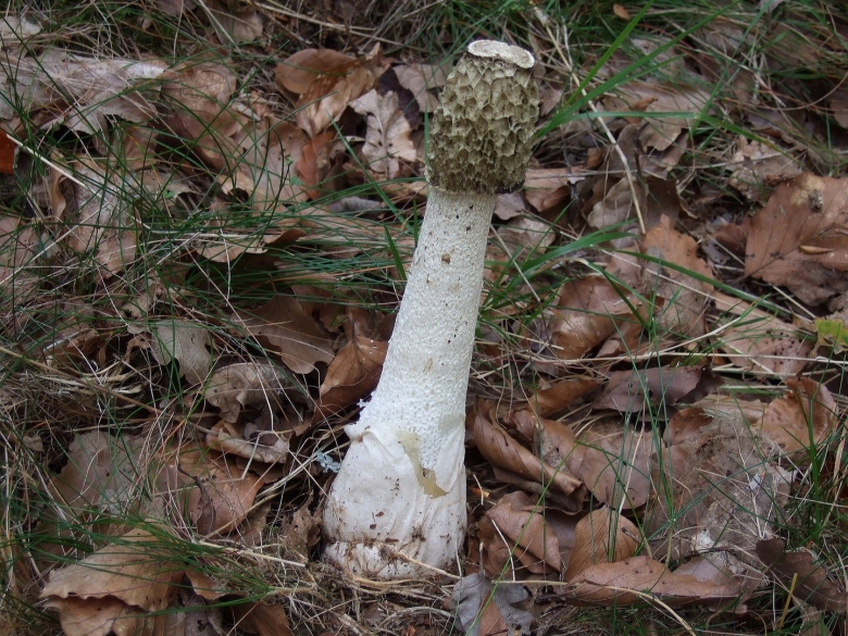 Phallus impudicus гриб