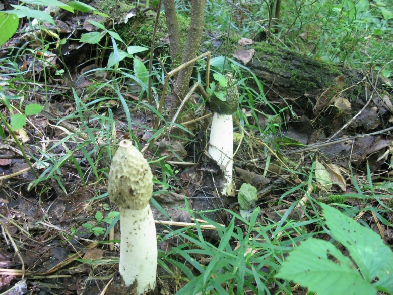 Веселка обыкновенная