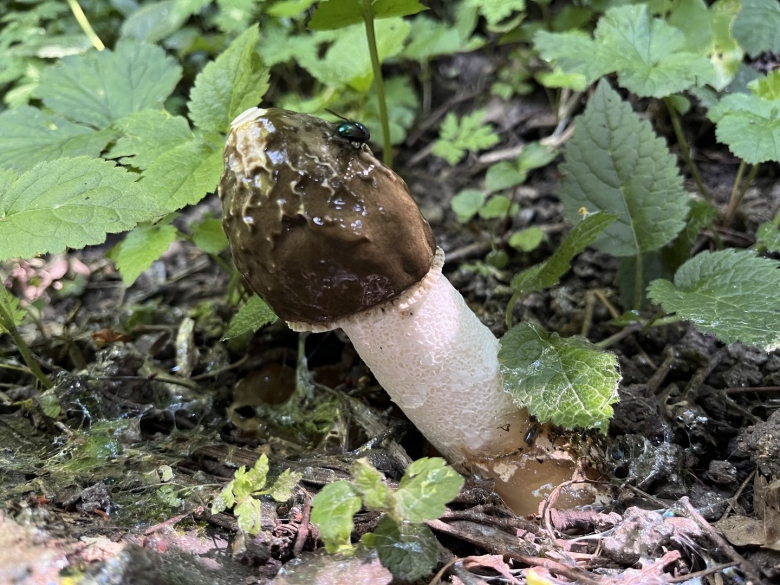 Гриб веселка обыкновенная