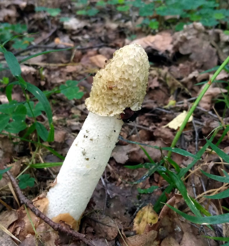 Веселка обыкновенная