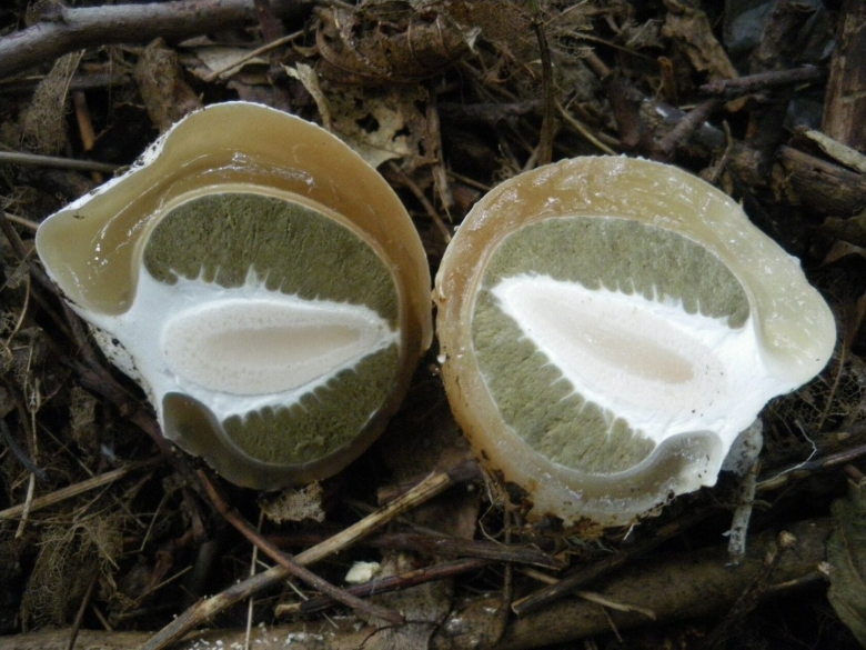 Фаллус импудикус гриб