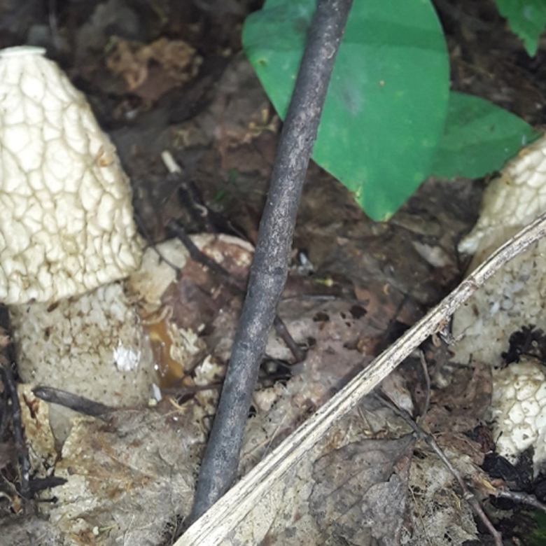 Редкие грибы