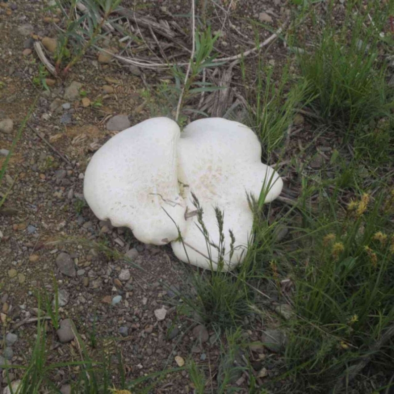 Белый Степной гриб в Крыму