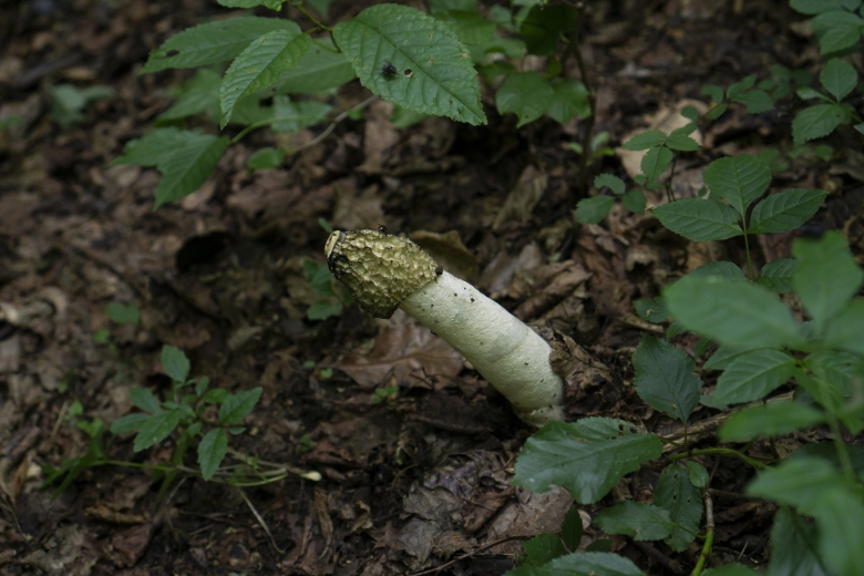 Phallus impudicus веселка обыкновенная