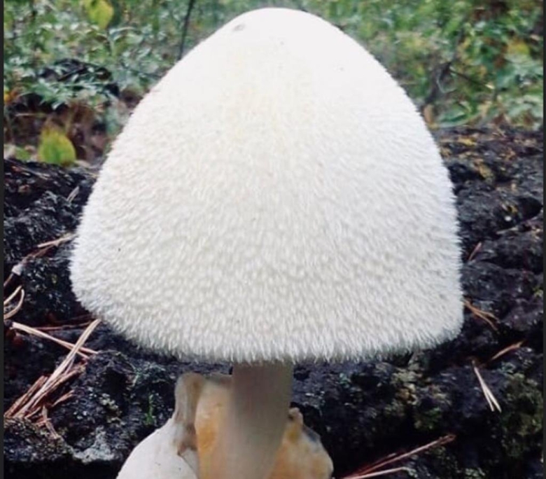 Белый мохнатый гриб ежовик