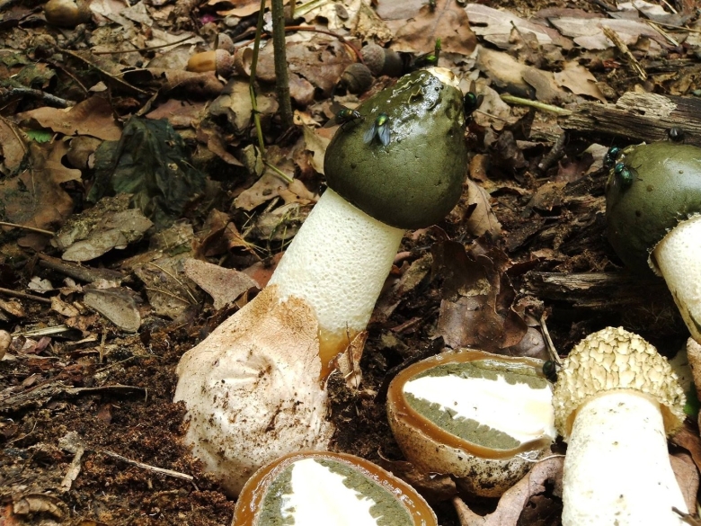 Фаллус импудикус гриб