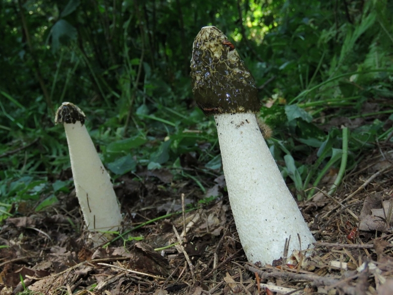 Весёлка Адриана phallus Hadriani