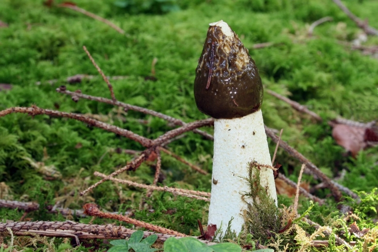 Гриб фаллус обыкновенный