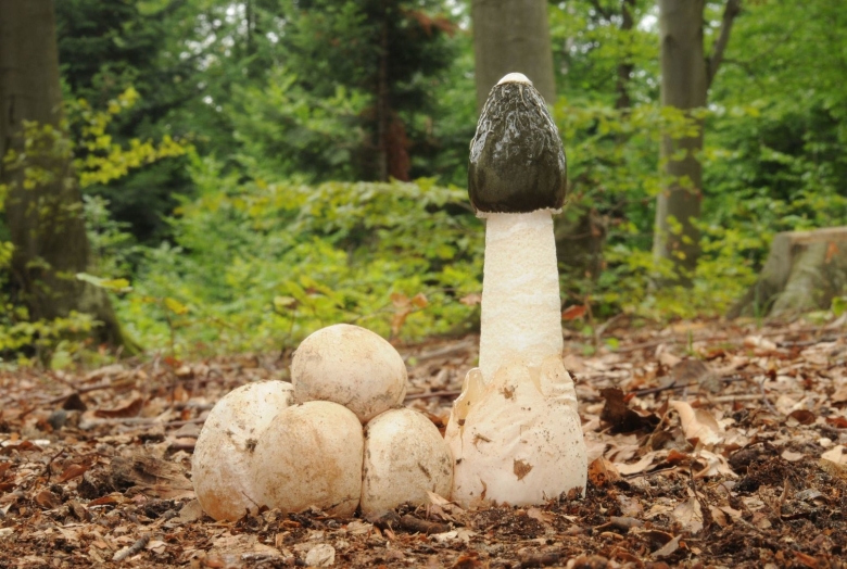 Phallus impudicus Веселка обыкновенная