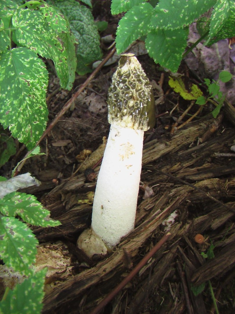Phallus impudicus