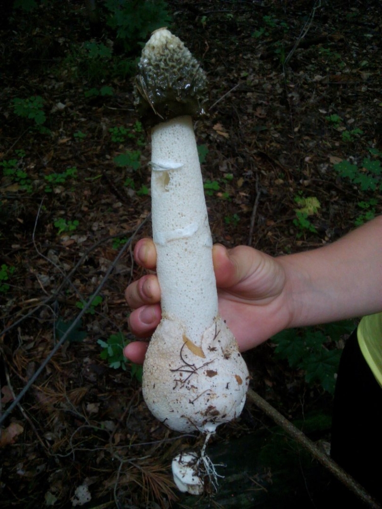 Phallus impudicus Веселка обыкновенная