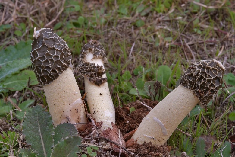 Phallus impudicus Веселка обыкновенная