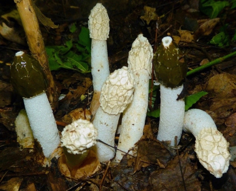 Phallus impudicus Веселка обыкновенная