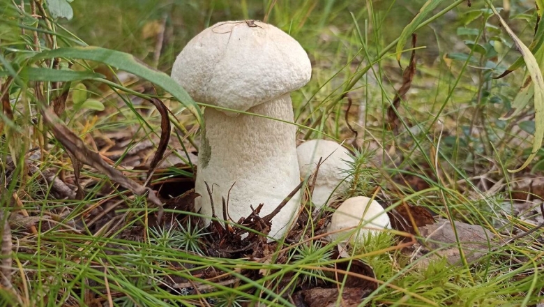 Осиновик белый подосиновик