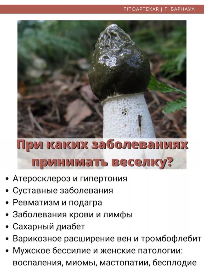 Гриб веселка