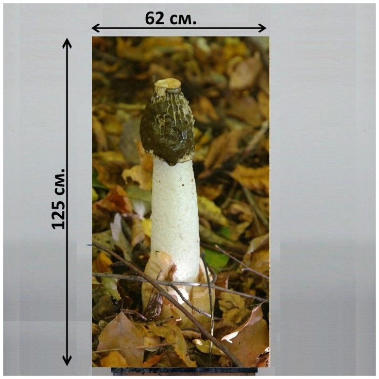 Гриб веселка обыкновенная