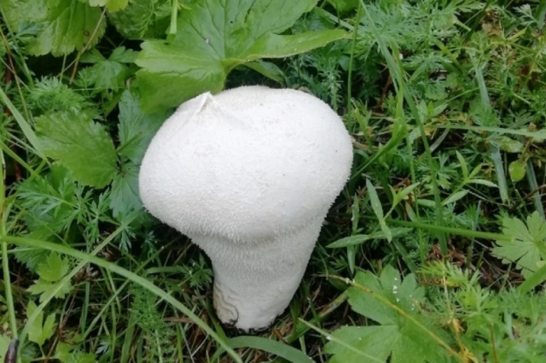 Необычные грибы белого цвета