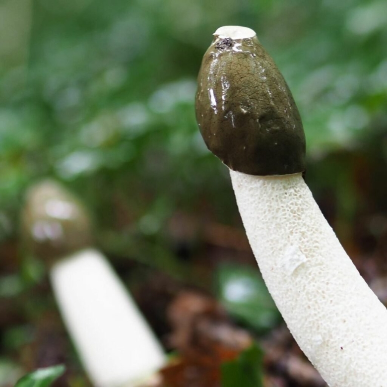 Весёлка обыкновенная гриб