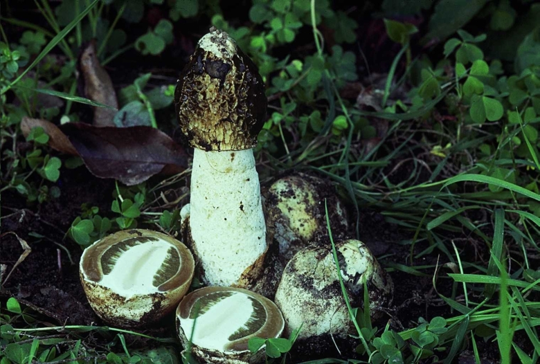 Phallus impudicus Веселка обыкновенная