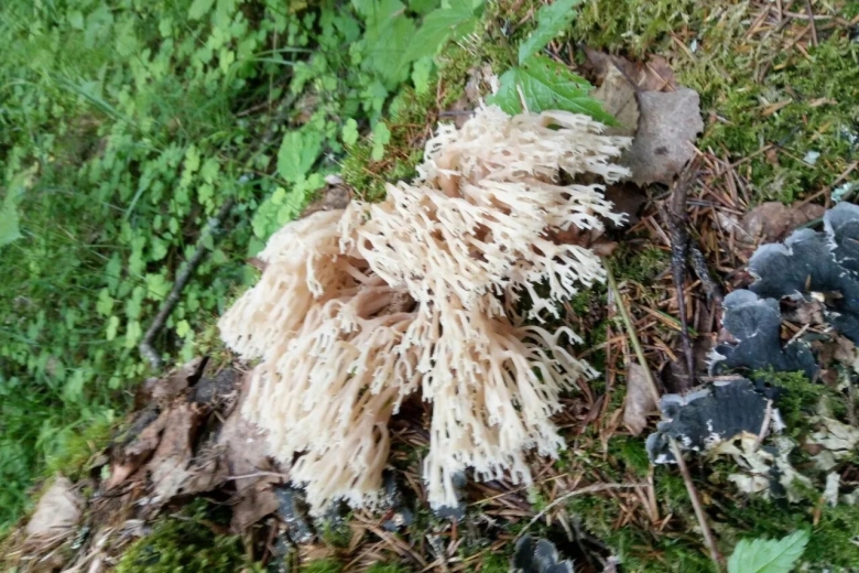Необычные грибы в Подмосковье