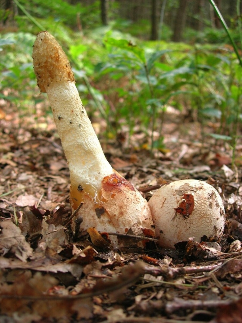 Phallus impudicus Веселка обыкновенная