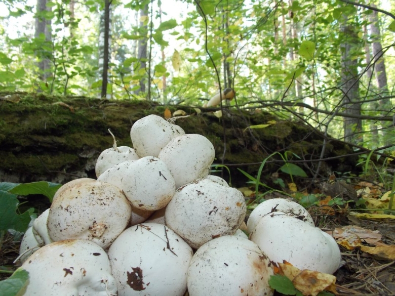 Веселка обыкновенная
