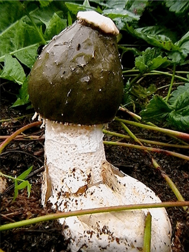 Весёлка обыкновенная лечебные свойства