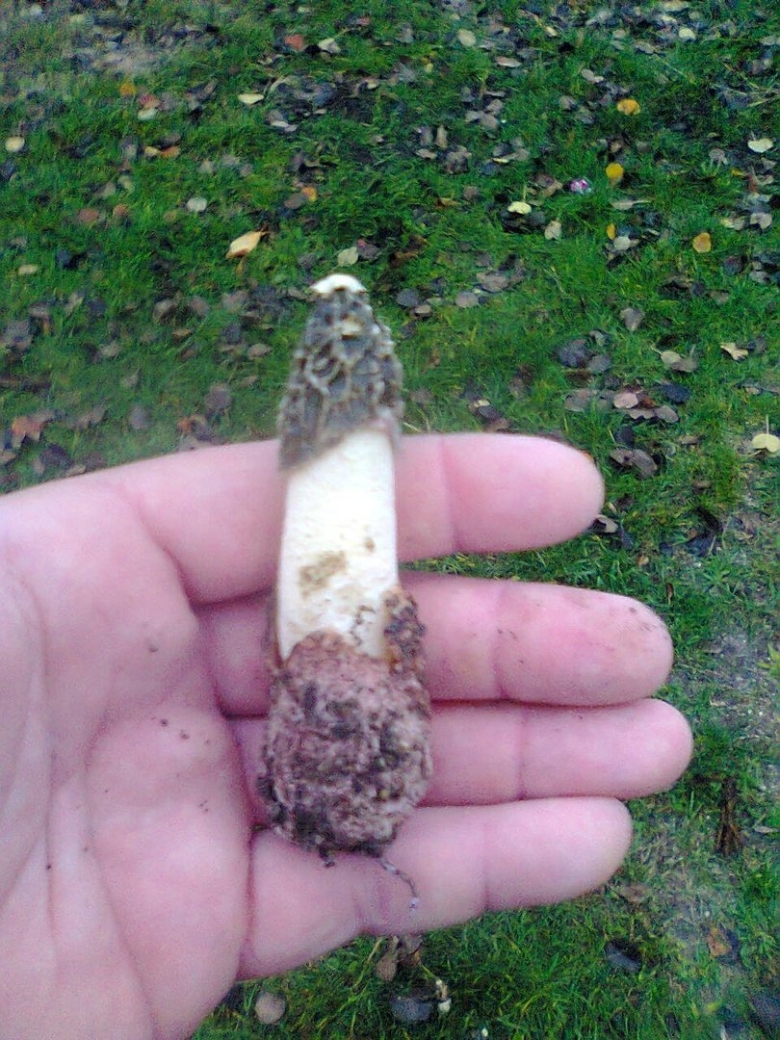 Весёлка Адриана phallus Hadriani