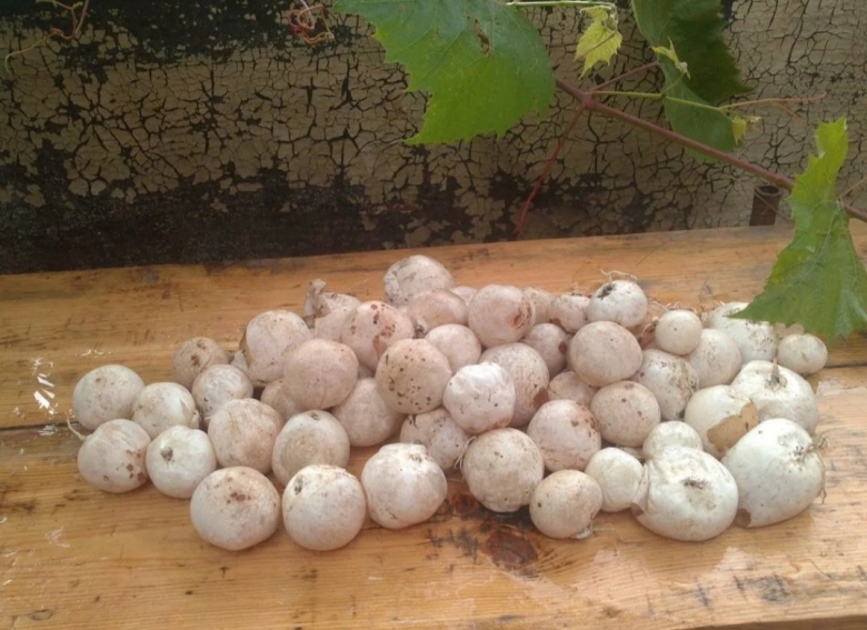 Весёлка обыкновенная гриб