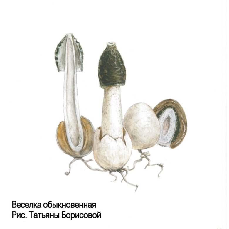 Phallus impudicus веселка обыкновенная