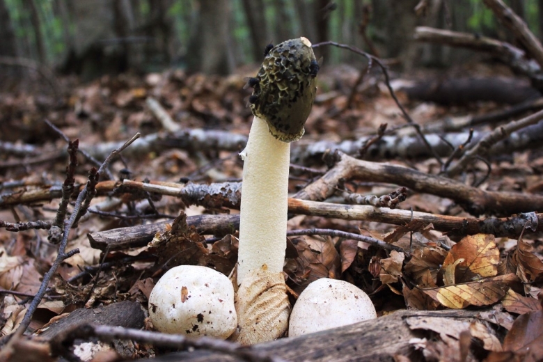 Гриб Фаллюс нескромный