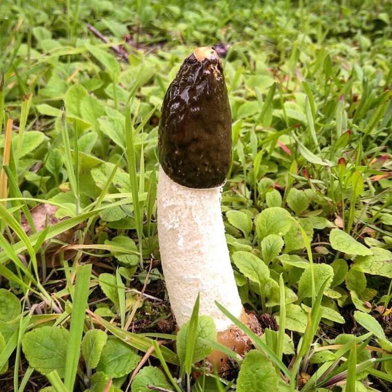 Phallus impudicus веселка обыкновенная