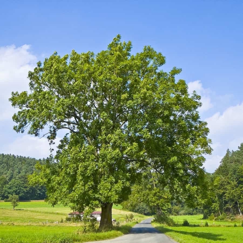 Дуб черешчатый quercus robur