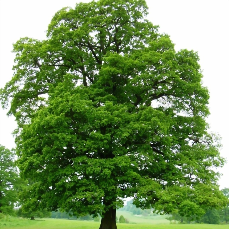 Дуб черешчатый quercus robur