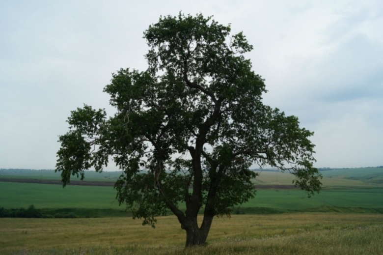 Священный вяз Кургонсат