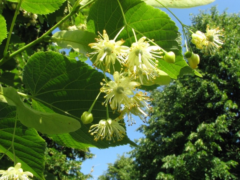 Липа Сибирская