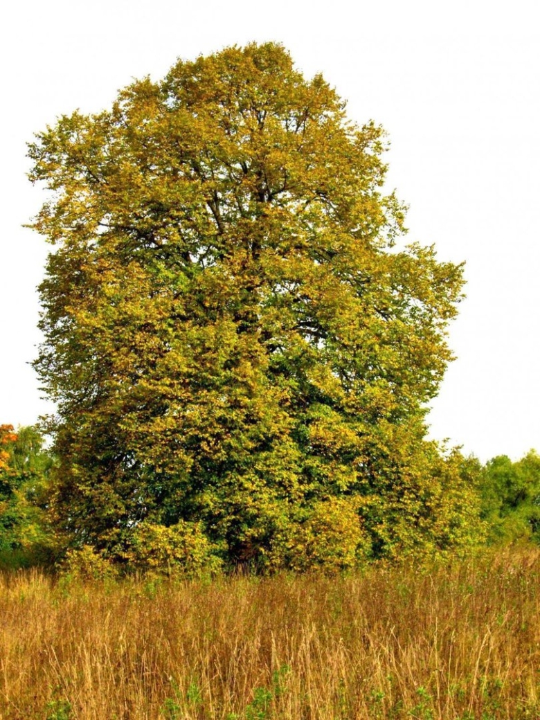 Деревья России липа
