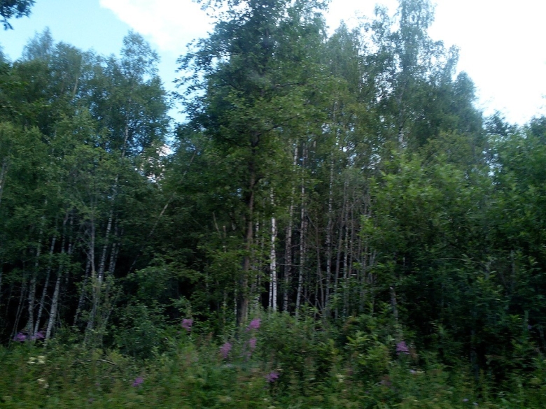 Леса новгородской области