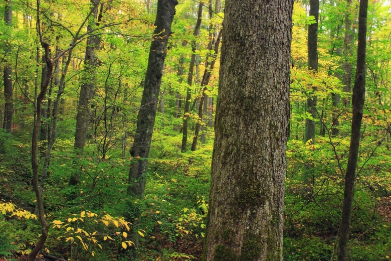 Смешанные хвойно-широколиственные леса