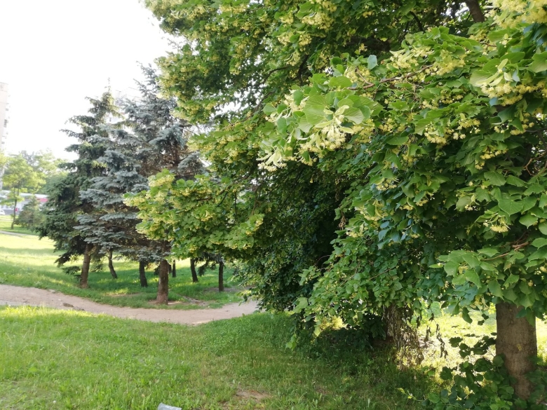 Липа мелколистная в лесу