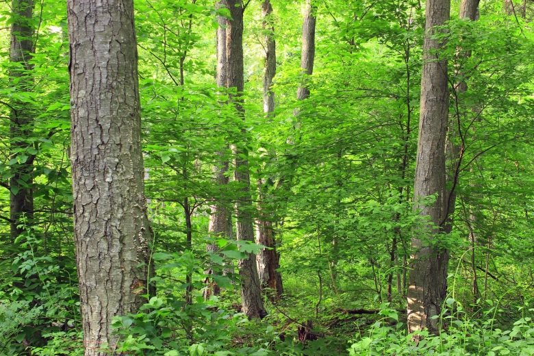 Дуб широколиственный лес